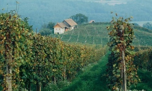 3Sat: The wine route of southern Styria