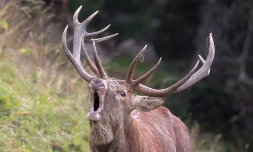 WWF-Kurs - Röhrende Hirsche