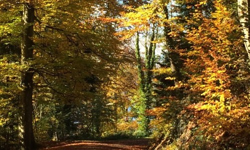 Souvenir - Bunt sind schon die Wälder