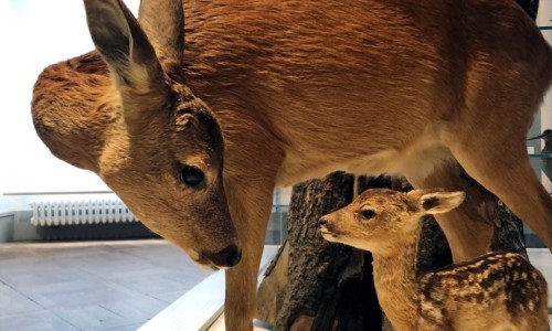 Ist das Reh die Frau vom Hirsch?