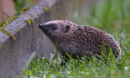 Weg frei für Kröte, Igel und Co.