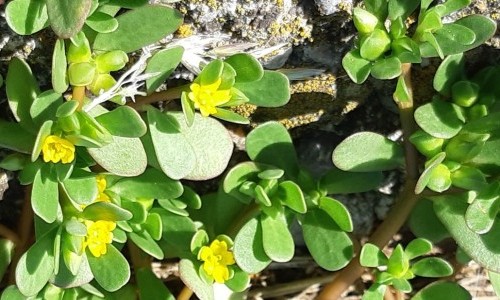 Botanische Vielfalt rund um die Petruskirche