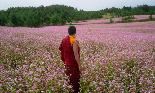 The Monk and the Gun