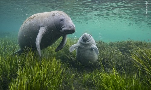 Wildlife Photographer of the Year: Sonntagsführung