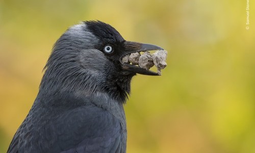 Wildlife Photographer of the Year: Guided tour in English