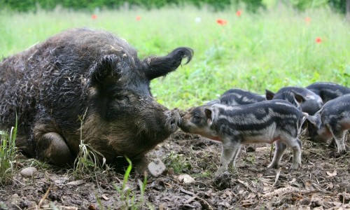 Tierparkführung: Zu Besuch bei Wollschwein und Auerhuhn