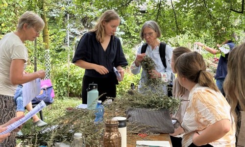 Heilpflanzenrundgang «Winter» im Klostergarten Dornach