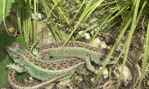 Reptilien in der Schweiz