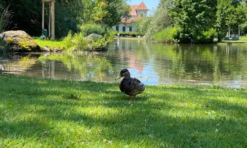 Stadtpark, Landihalle Uster