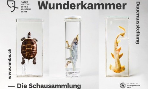 Wunderkammer - Die Schausammlung