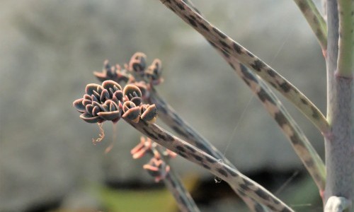 Die Vielfalt der Kalanchoe