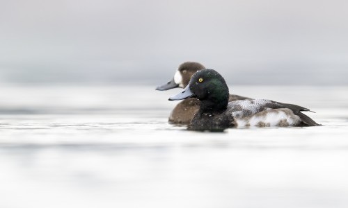 Vortrag mit BirdLife: Ornithologische Highlights 2024